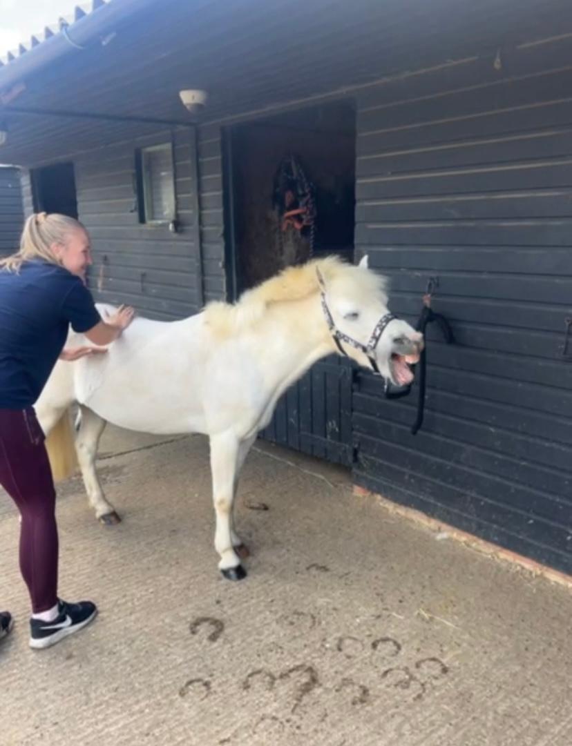 Olivia Heath Veterinary Physiotherapy photo 4