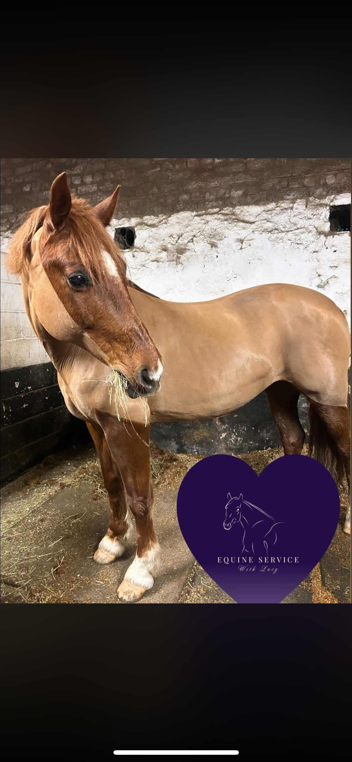 Equine service with Lucy