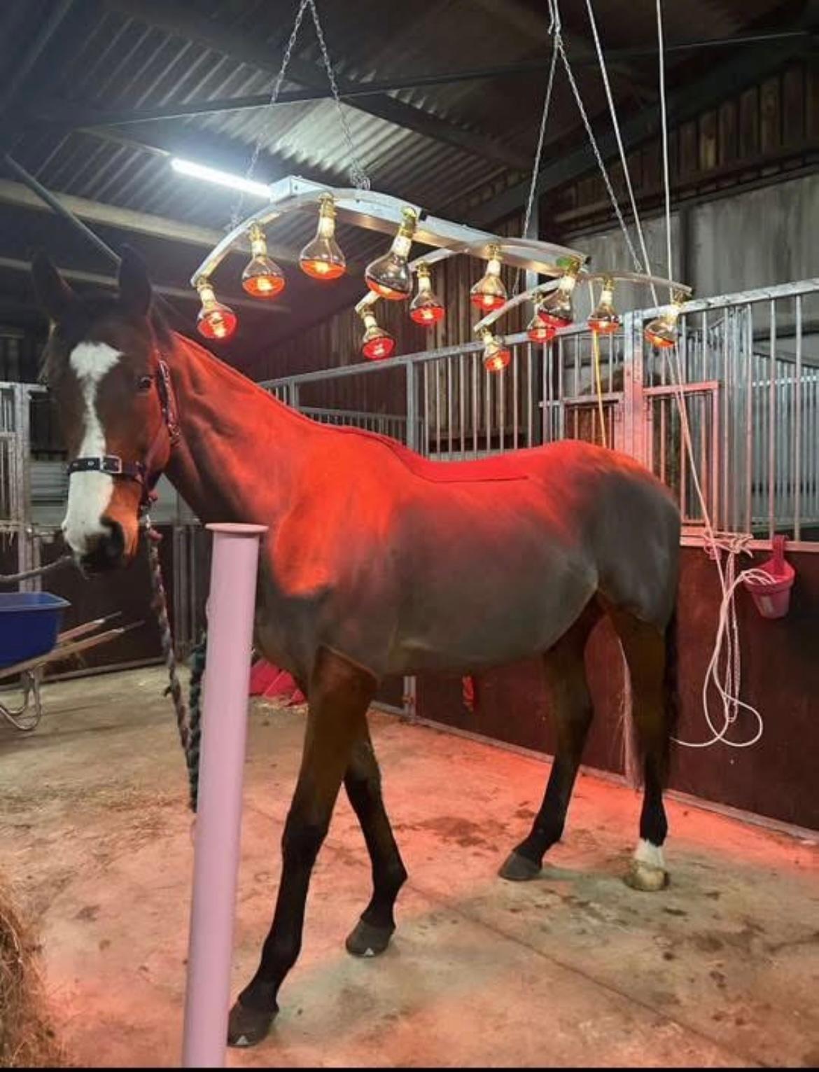 Equine service with Lucy photo 2