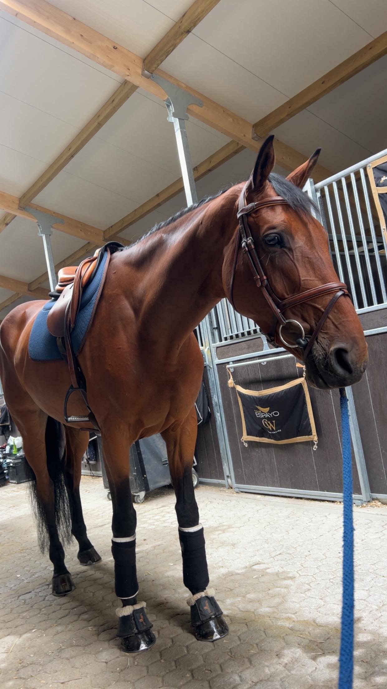 Equine service with Lucy photo 3