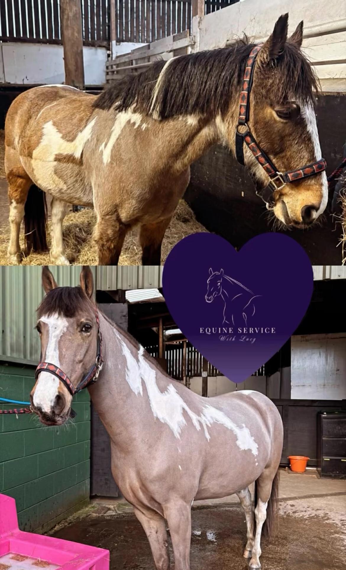 Equine service with Lucy photo 5