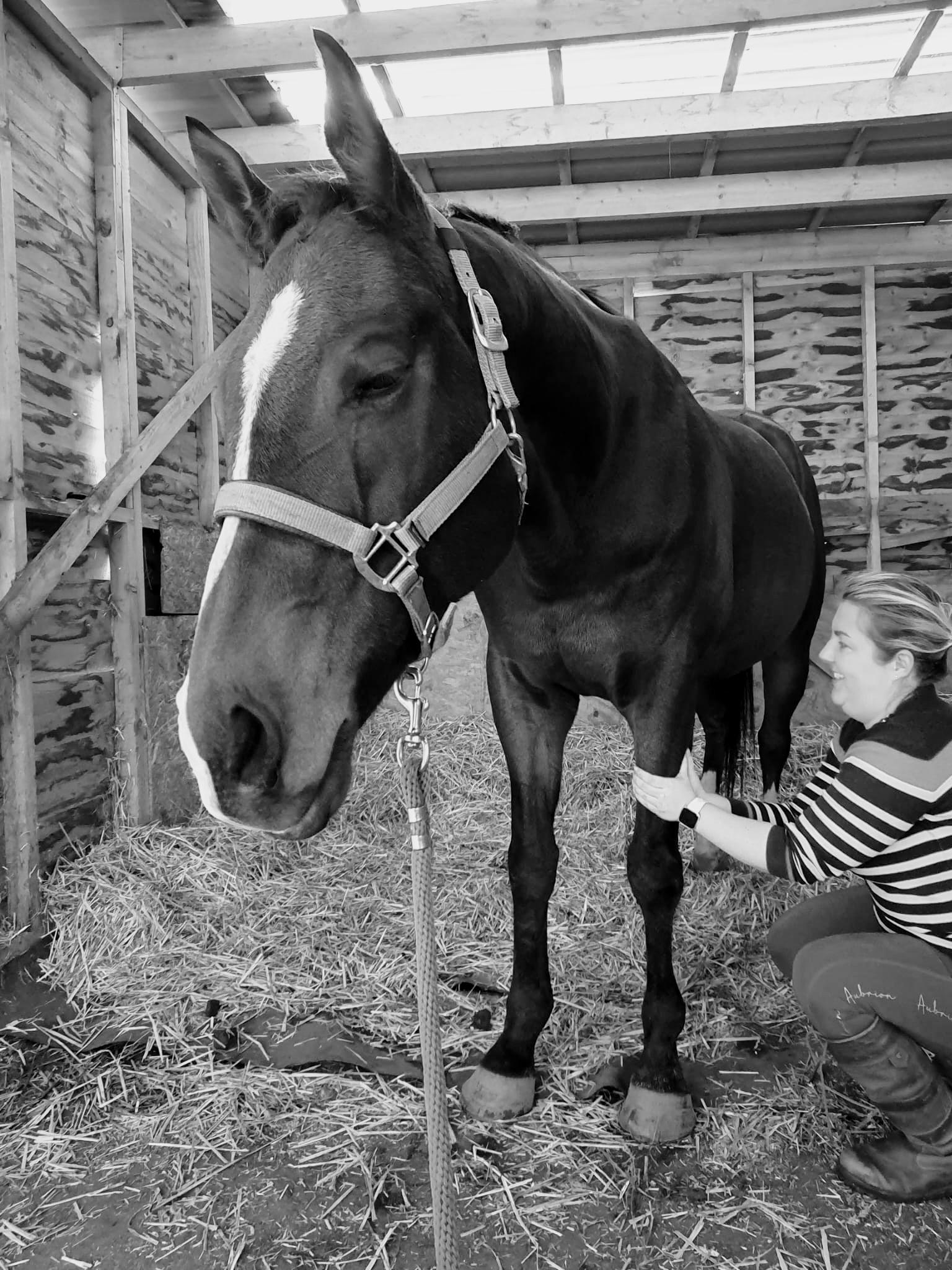 Yorkshire Wolds Equine Bodyworks & Cryotherapy