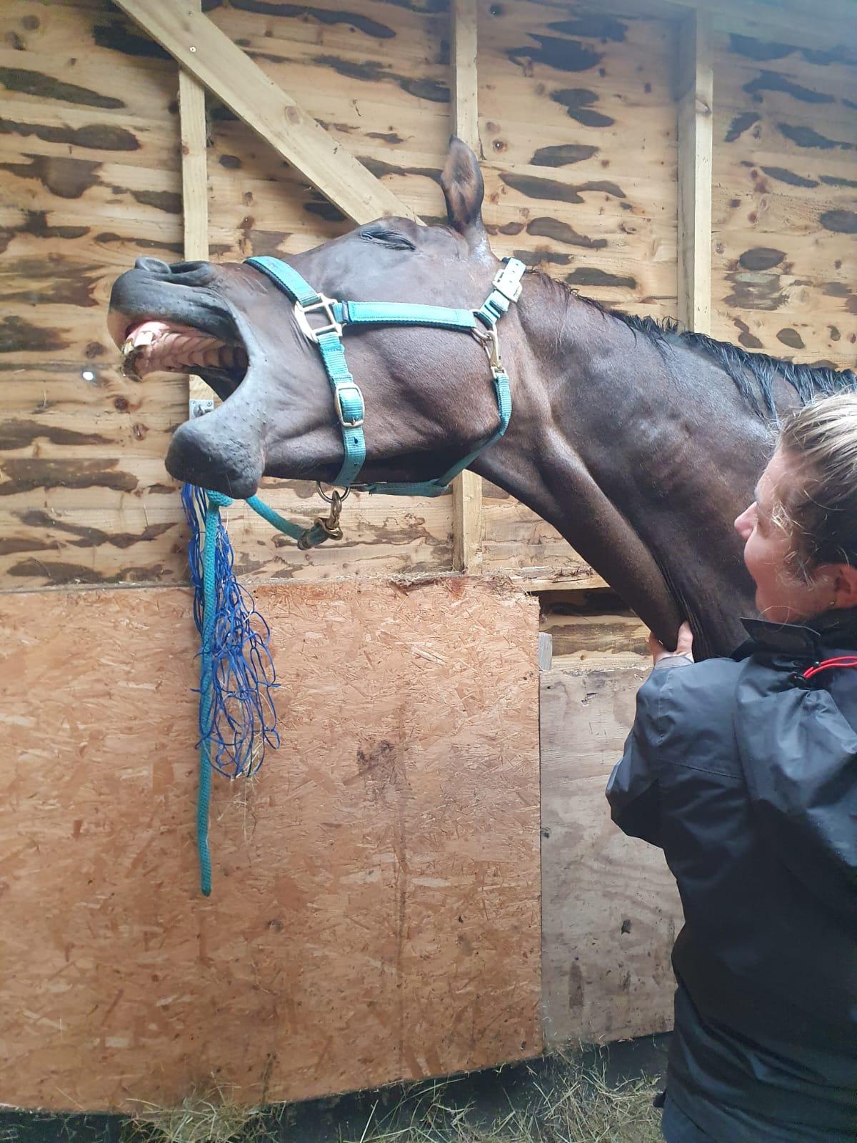 Yorkshire Wolds Equine Bodyworks & Cryotherapy photo 2