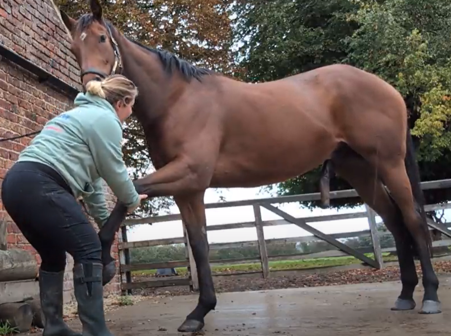 Yorkshire Wolds Equine Bodyworks & Cryotherapy photo 5