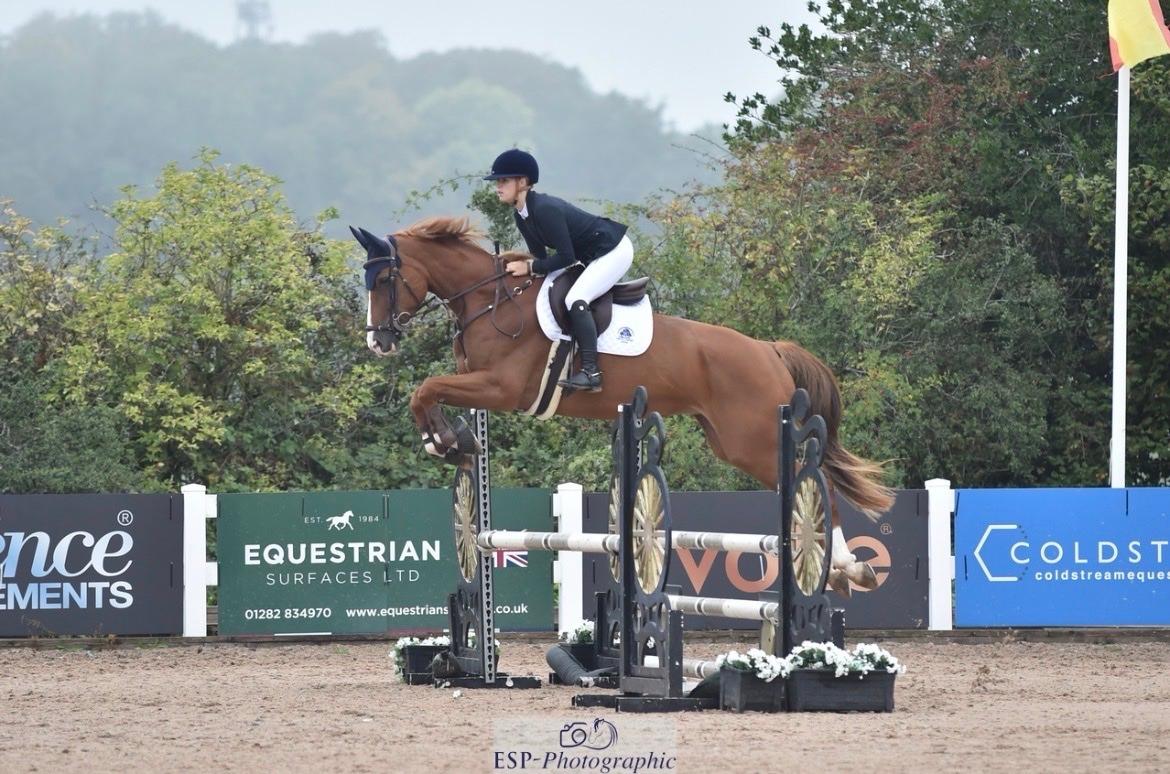 IC Horses photo 1
