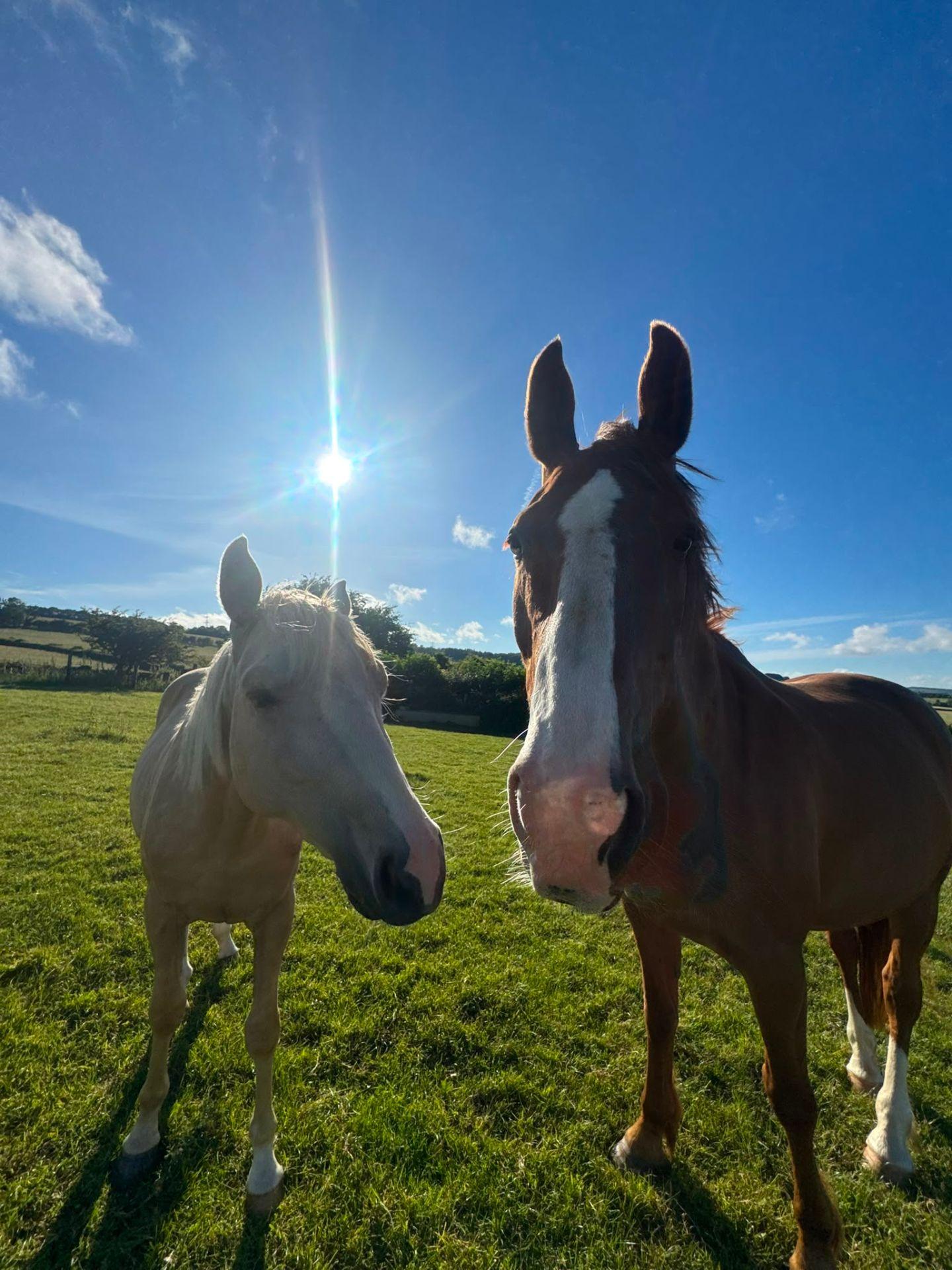 SG Equine photo 1