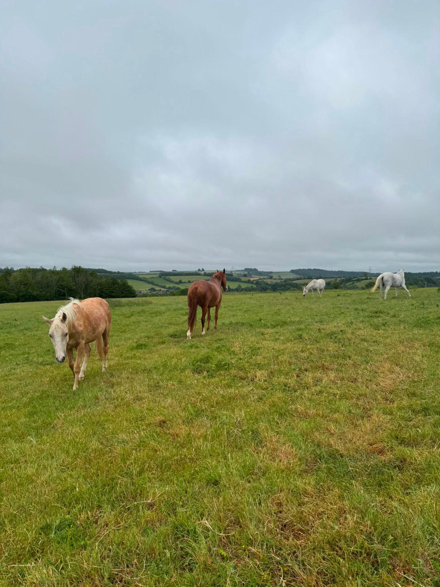 SG Equine photo 2