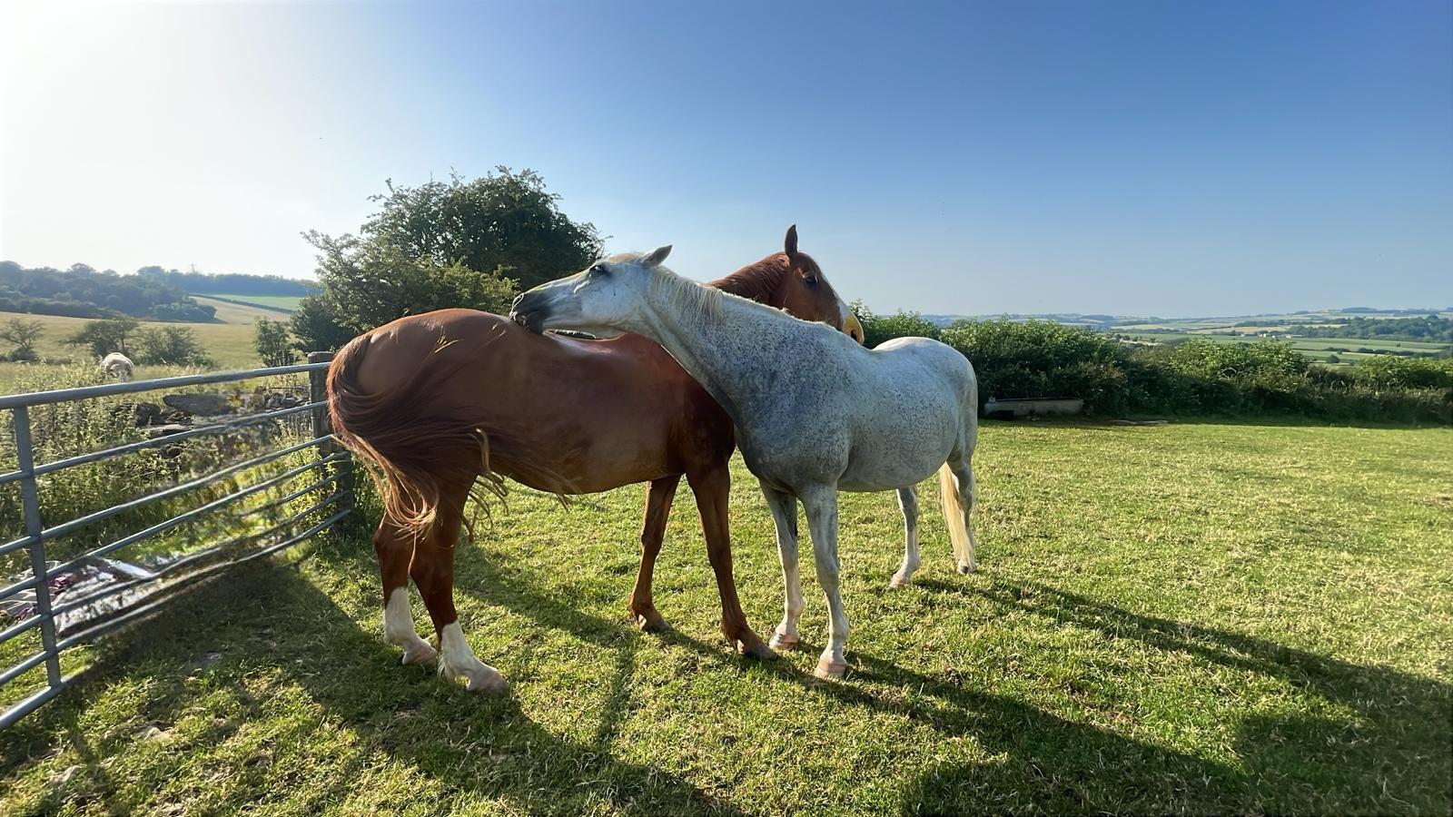 SG Equine photo 5