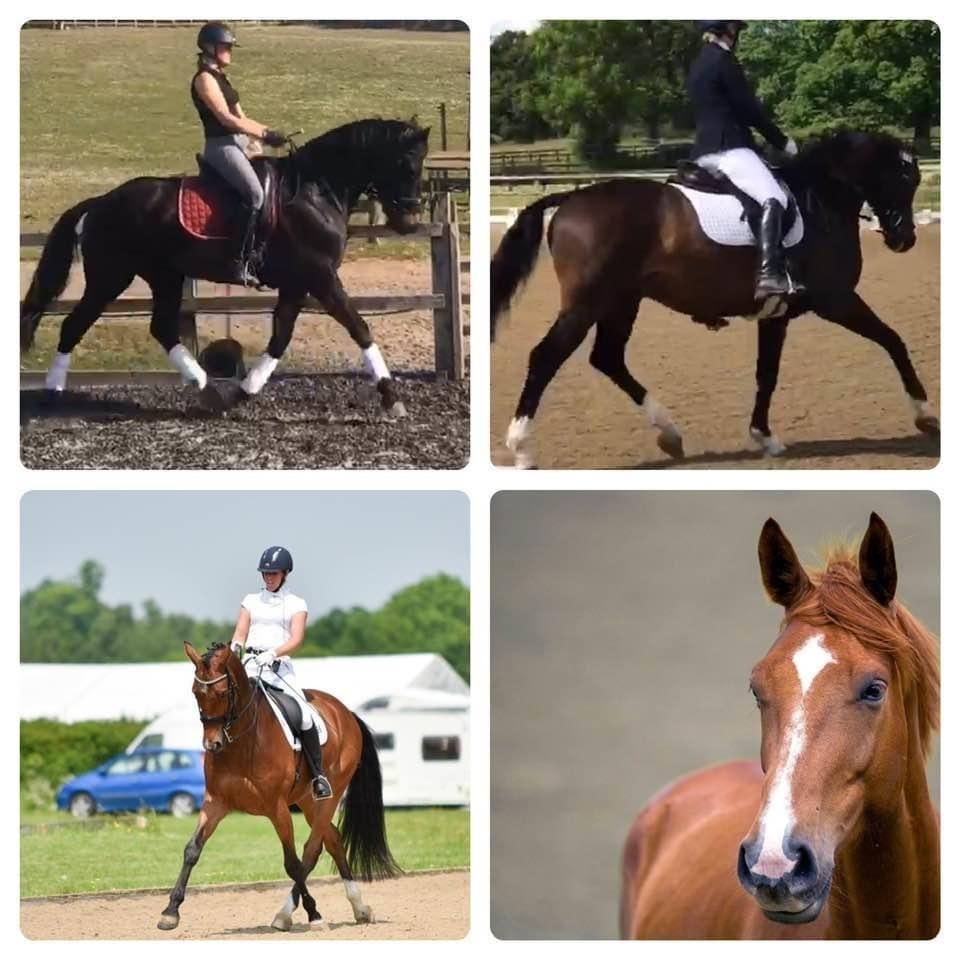 Capricorn Equestrian