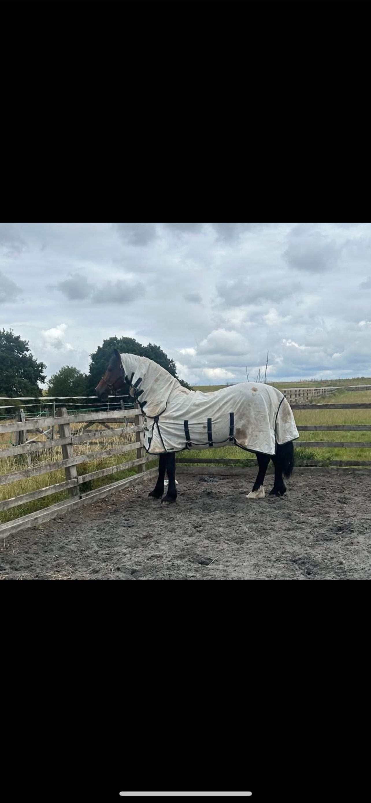 Jw equestrian photo 5
