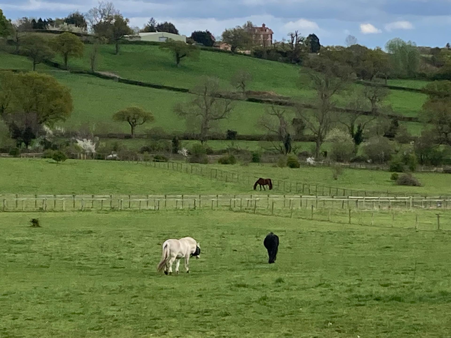 Skilts Farm Stables photo 2