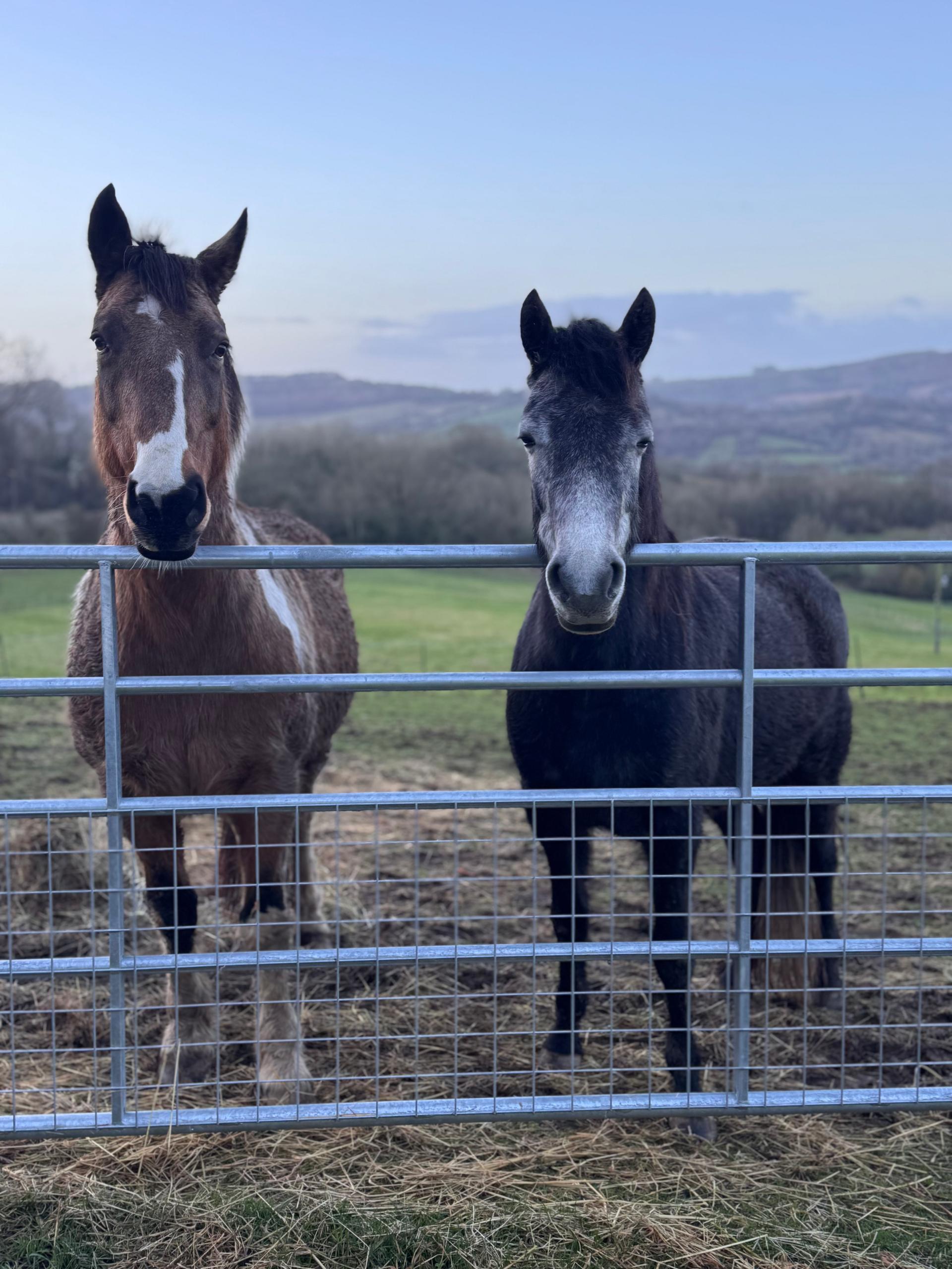 The Gentle Herd photo 2