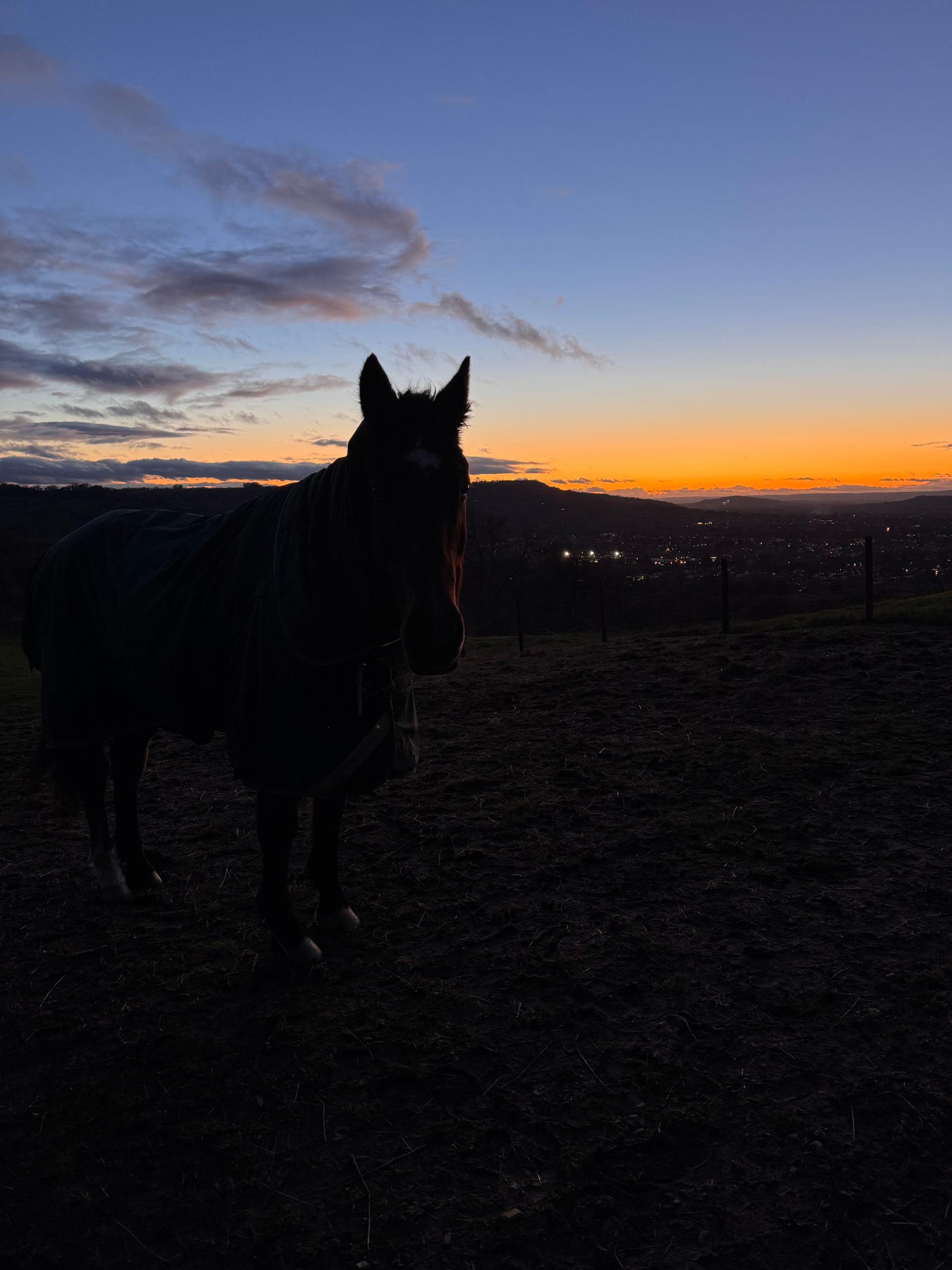 The Gentle Herd photo 4