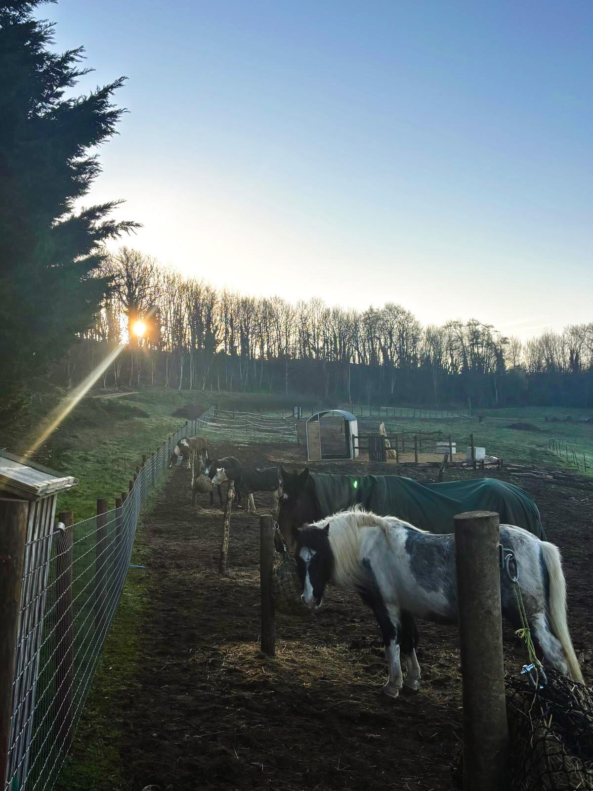 The Gentle Herd photo 5