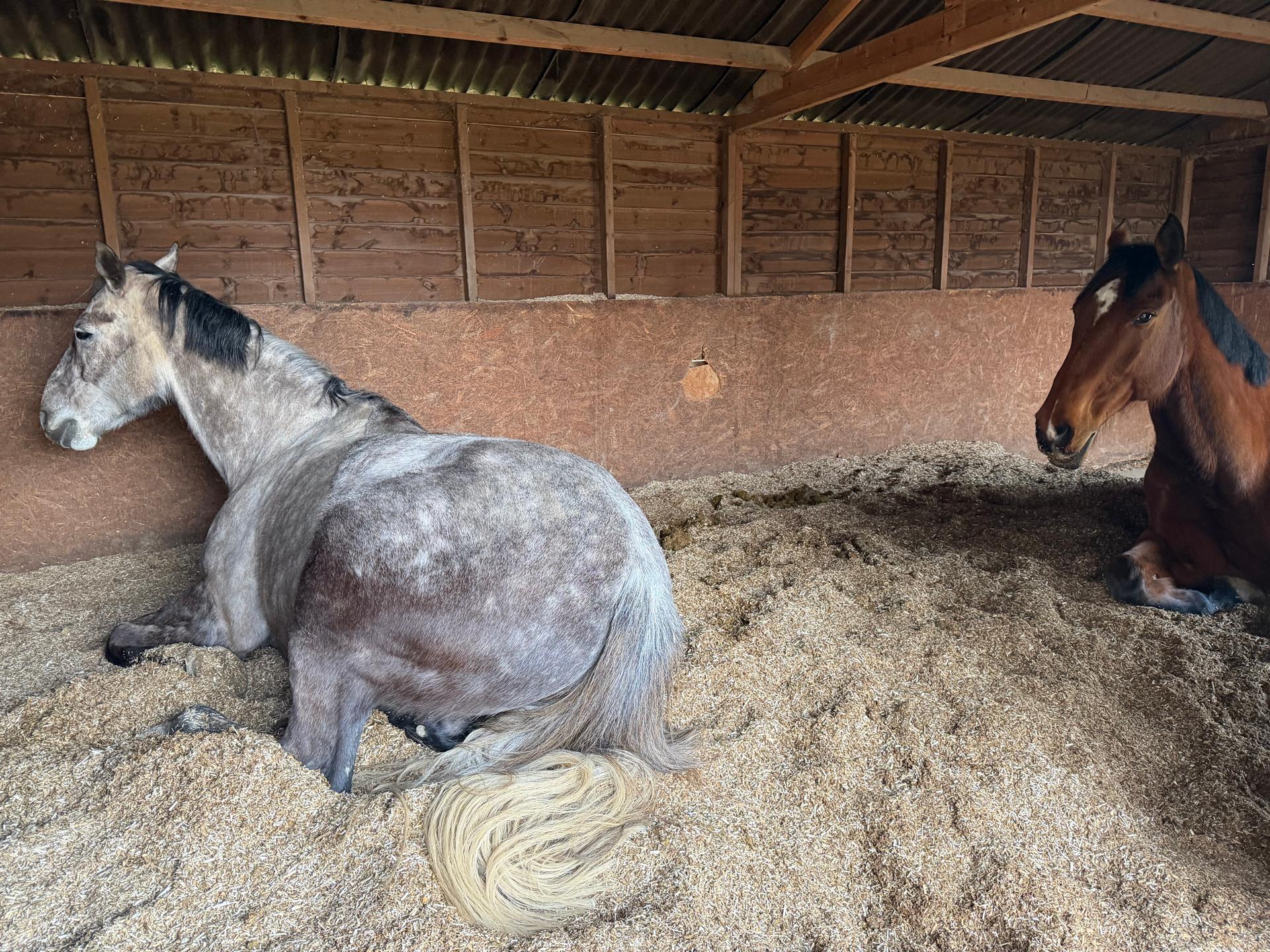Spilsted equestrian photo 1