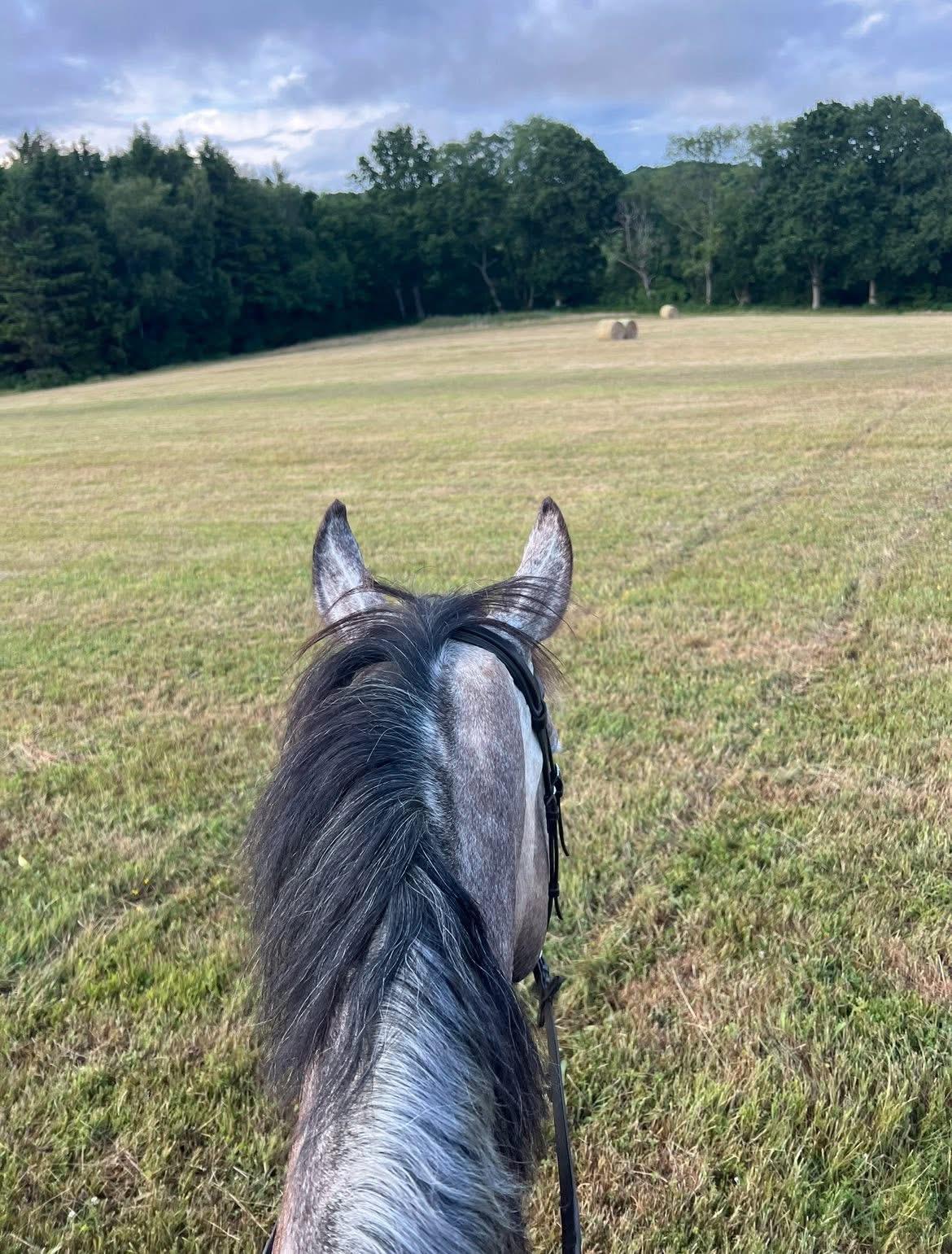 Spilsted equestrian photo 3