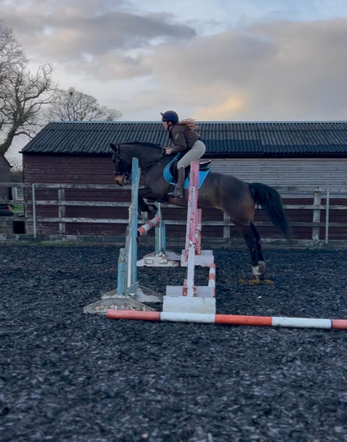 Ceri Smith Equestrian photo 3