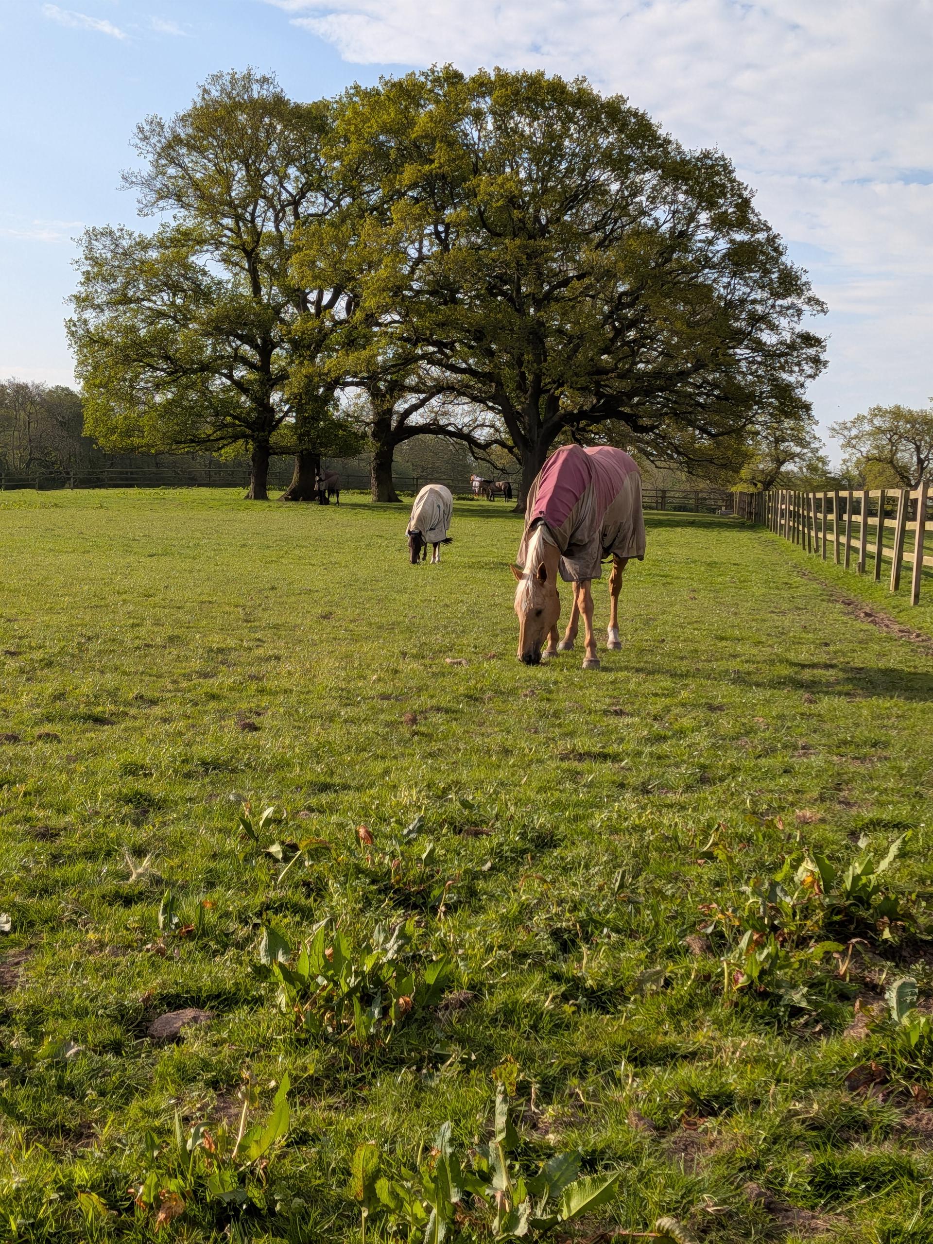 Ceri Smith Equestrian photo 4
