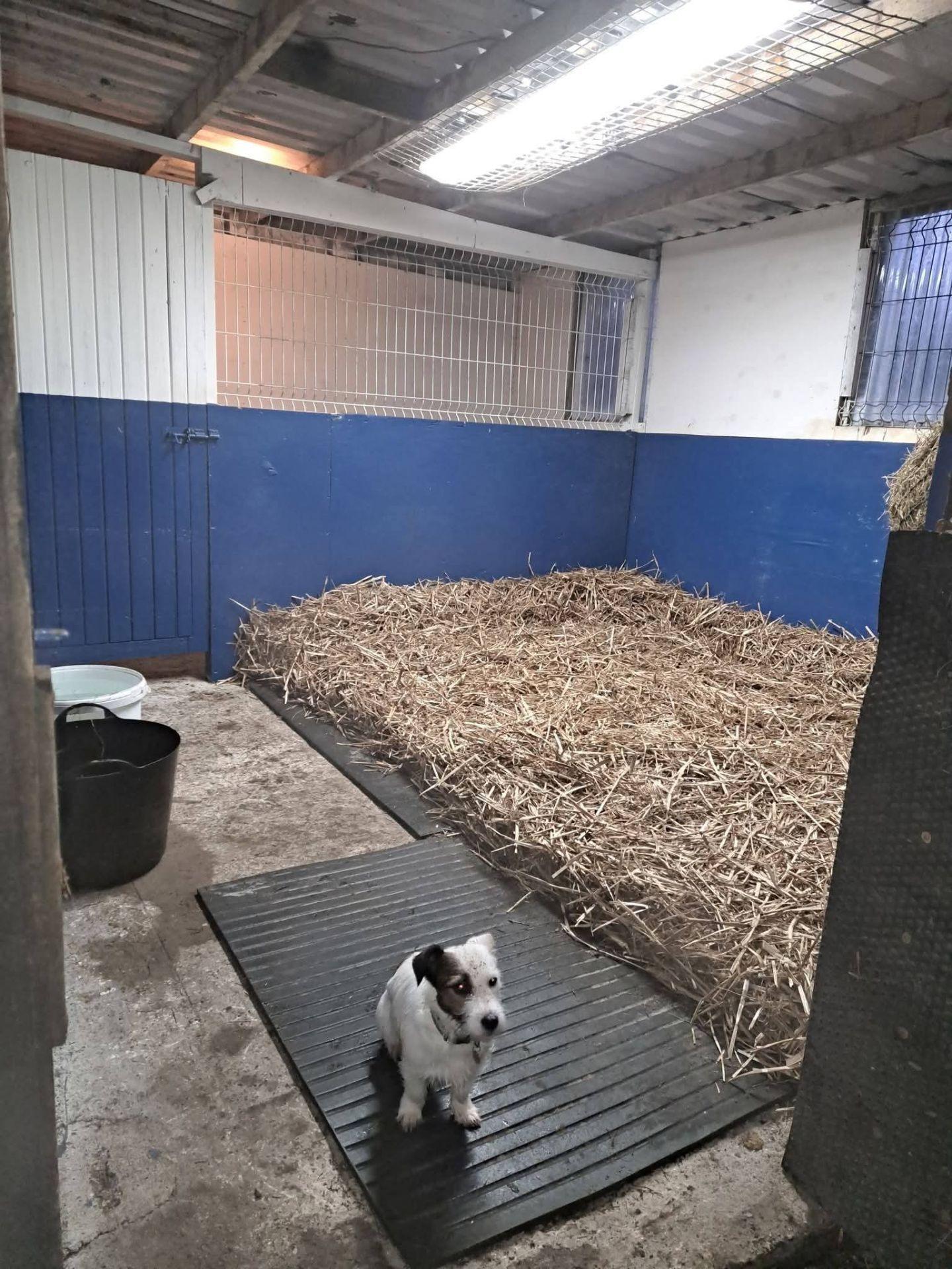 Pencarrow livery stables photo 2