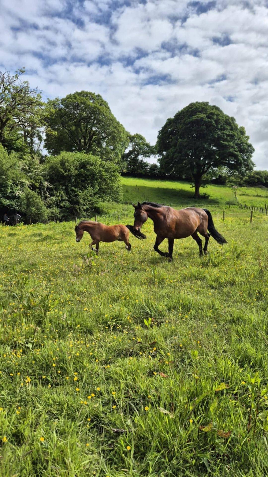 Pencarrow livery stables photo 4
