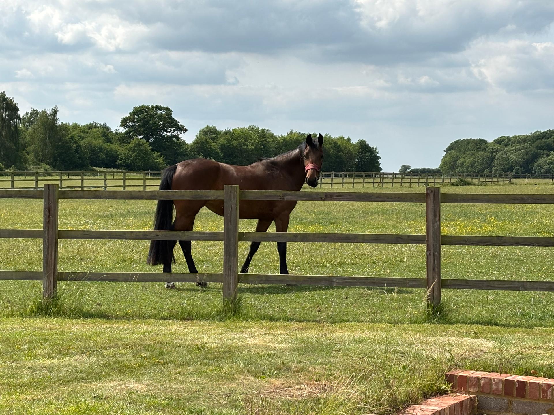 Barnwell Wold Livery Yard photo 3