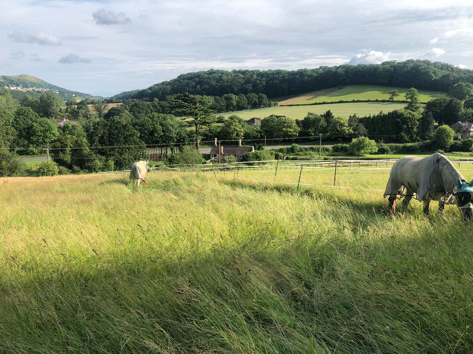 Meadowsweet Livery photo 2