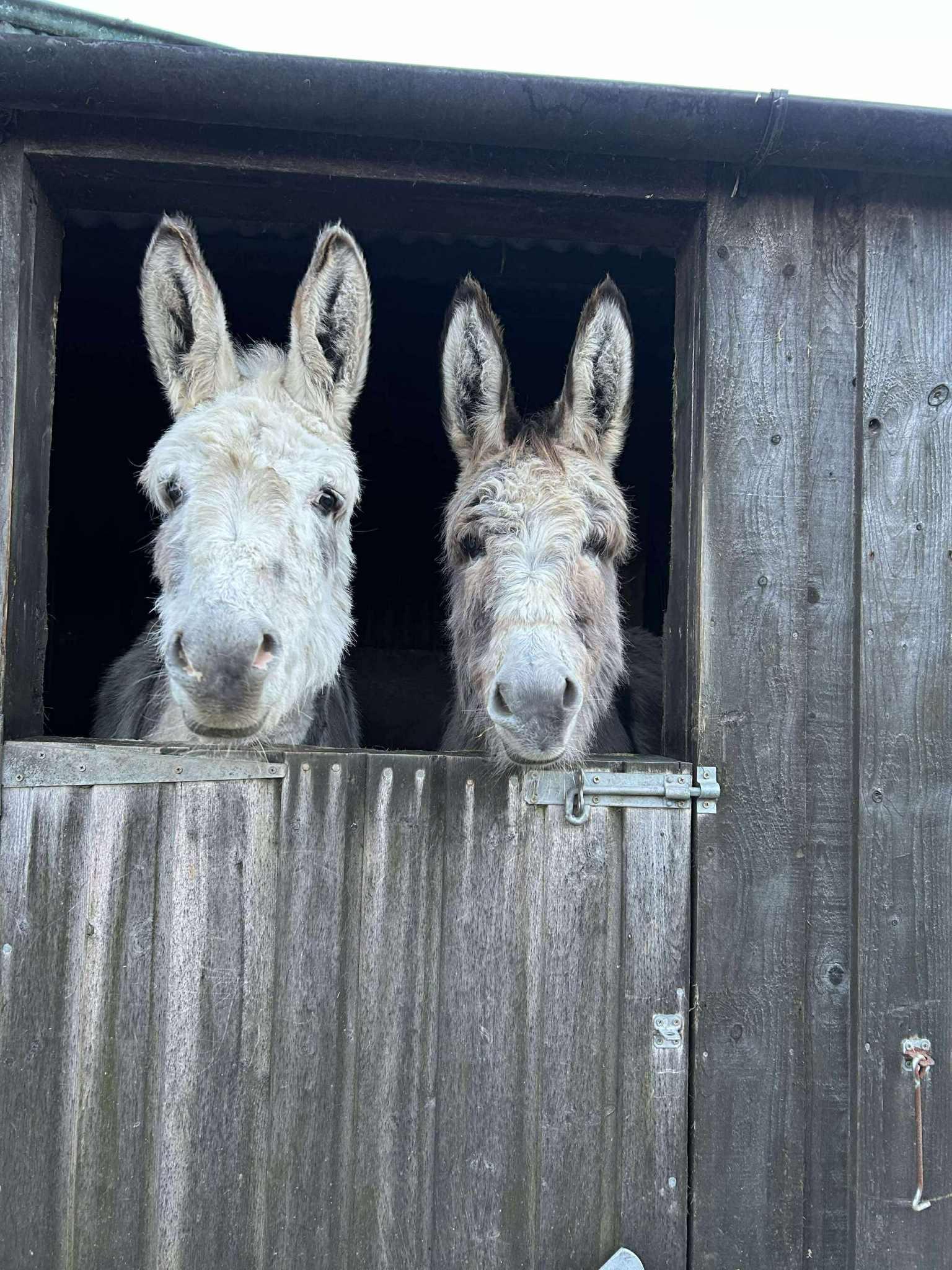 Rockwenna livery yard. photo 1