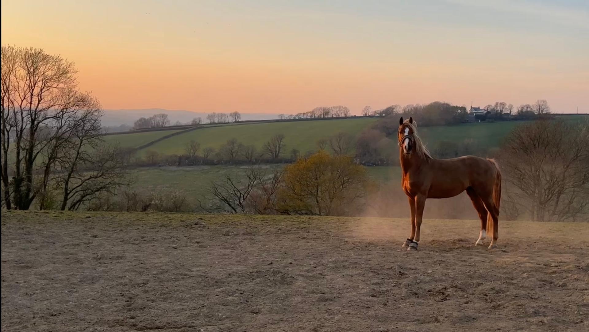 The Ilkeston Stud photo 5
