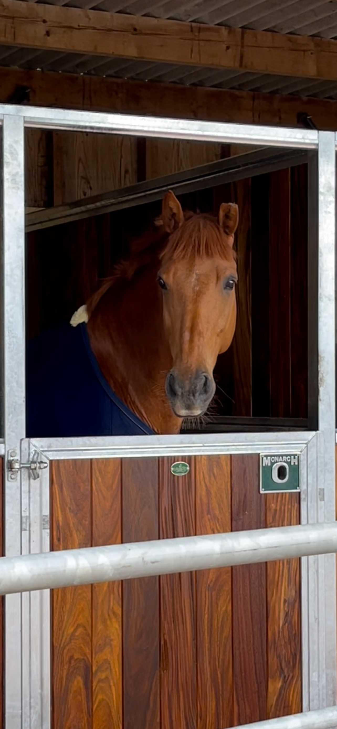 Gemini Stables photo 4