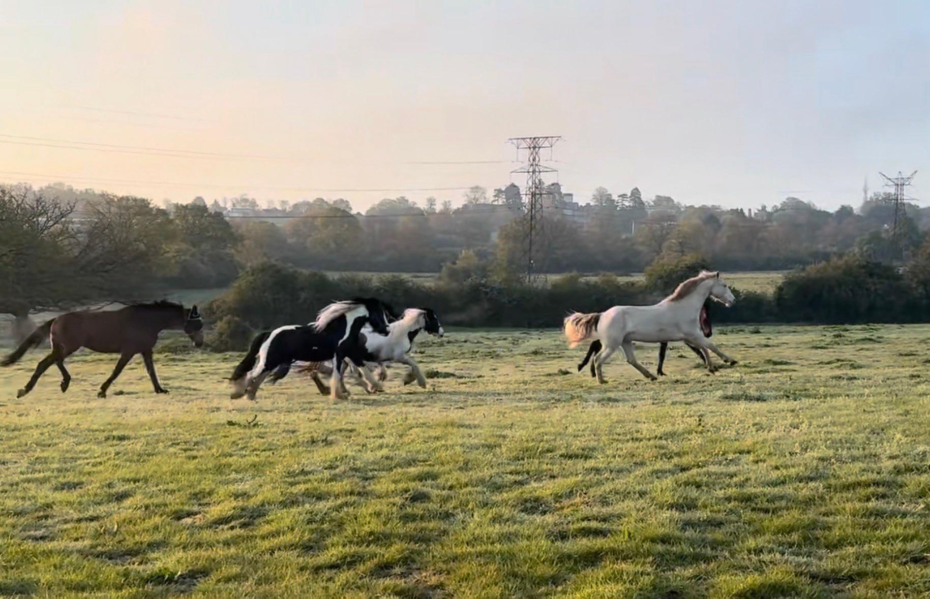 Harts Farm Stables photo 3