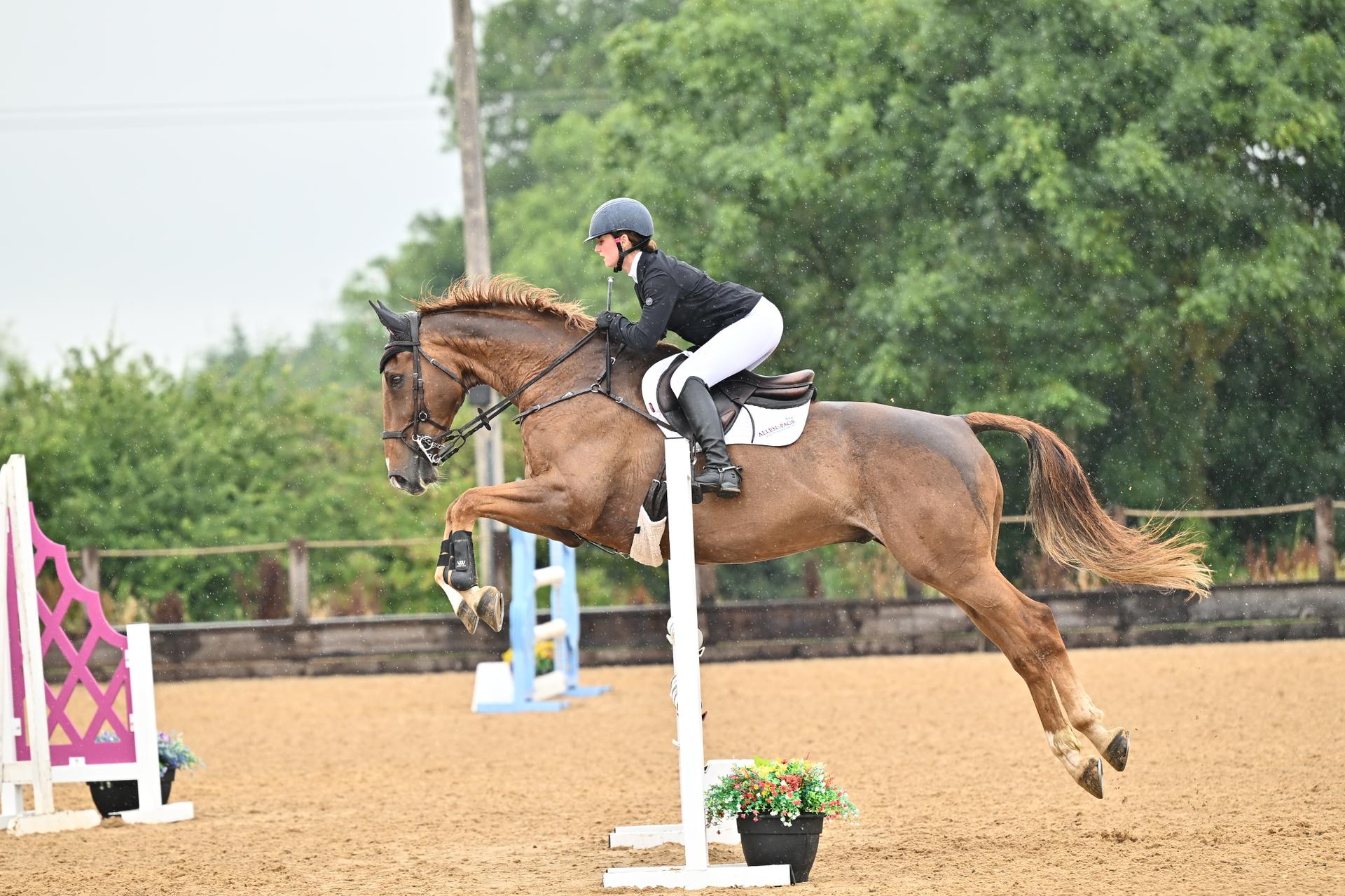 MDEquine photo 3
