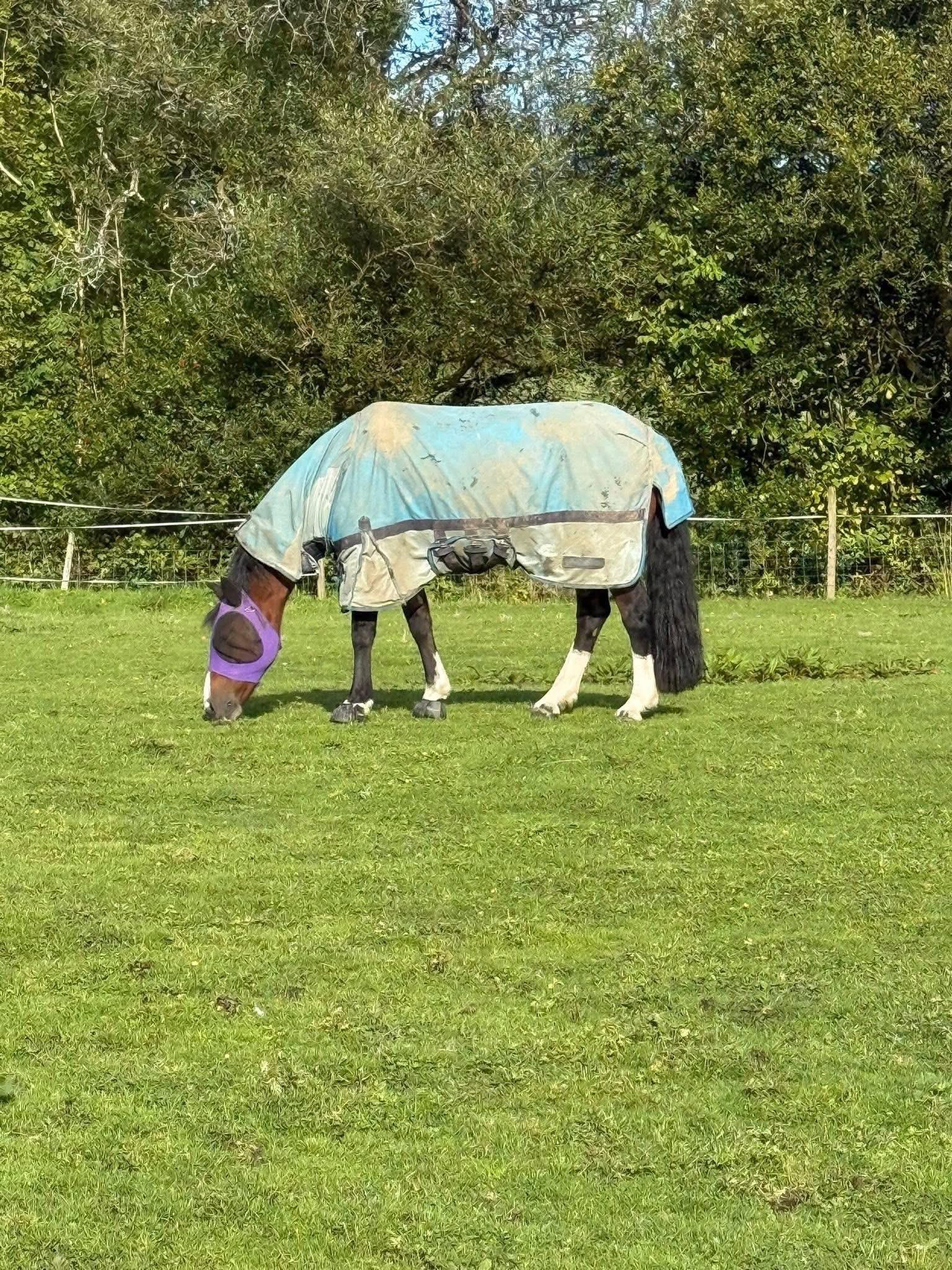 Penygroes Equestrian photo 5