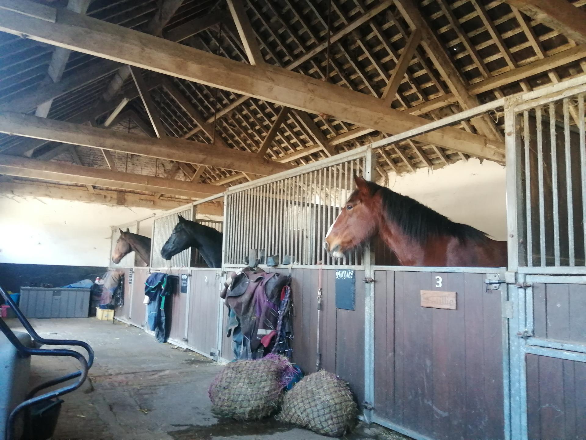 Ferry Farm Livery Yard photo 2