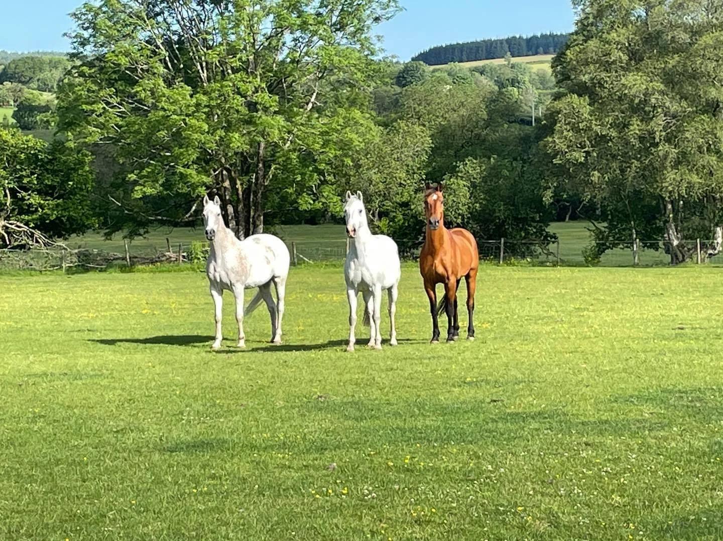 Happy Horse Retirement Home photo 2