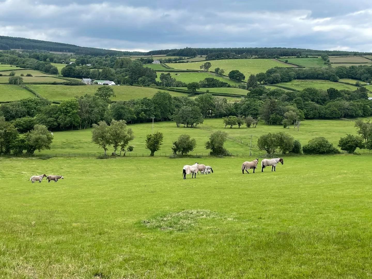 Happy Horse Retirement Home photo 3