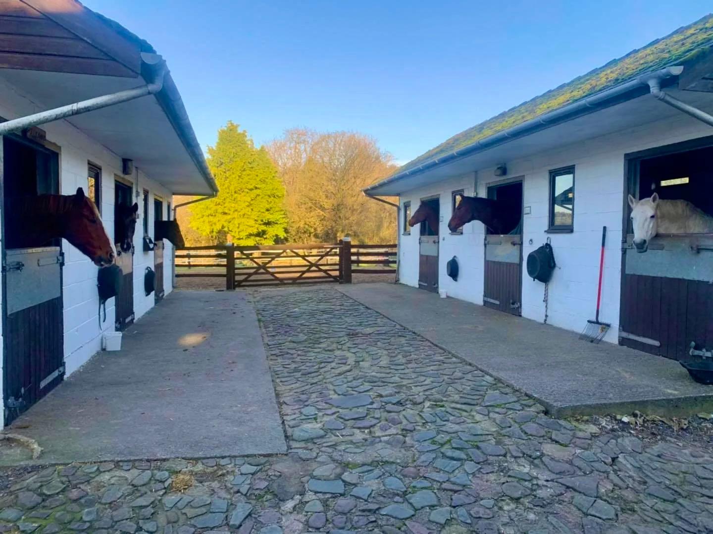 Happy Horse Retirement Home photo 4