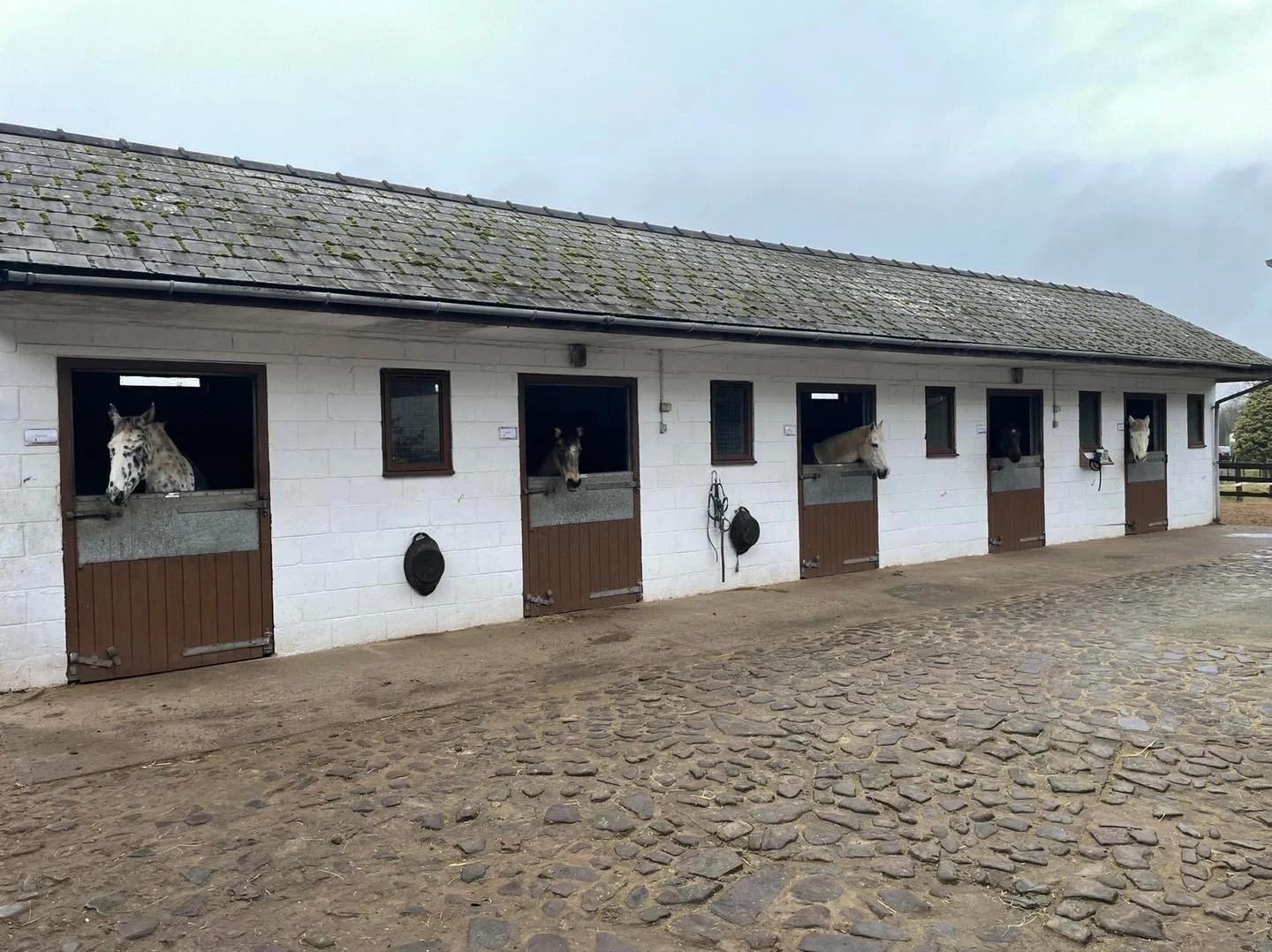 Happy Horse Retirement Home photo 5