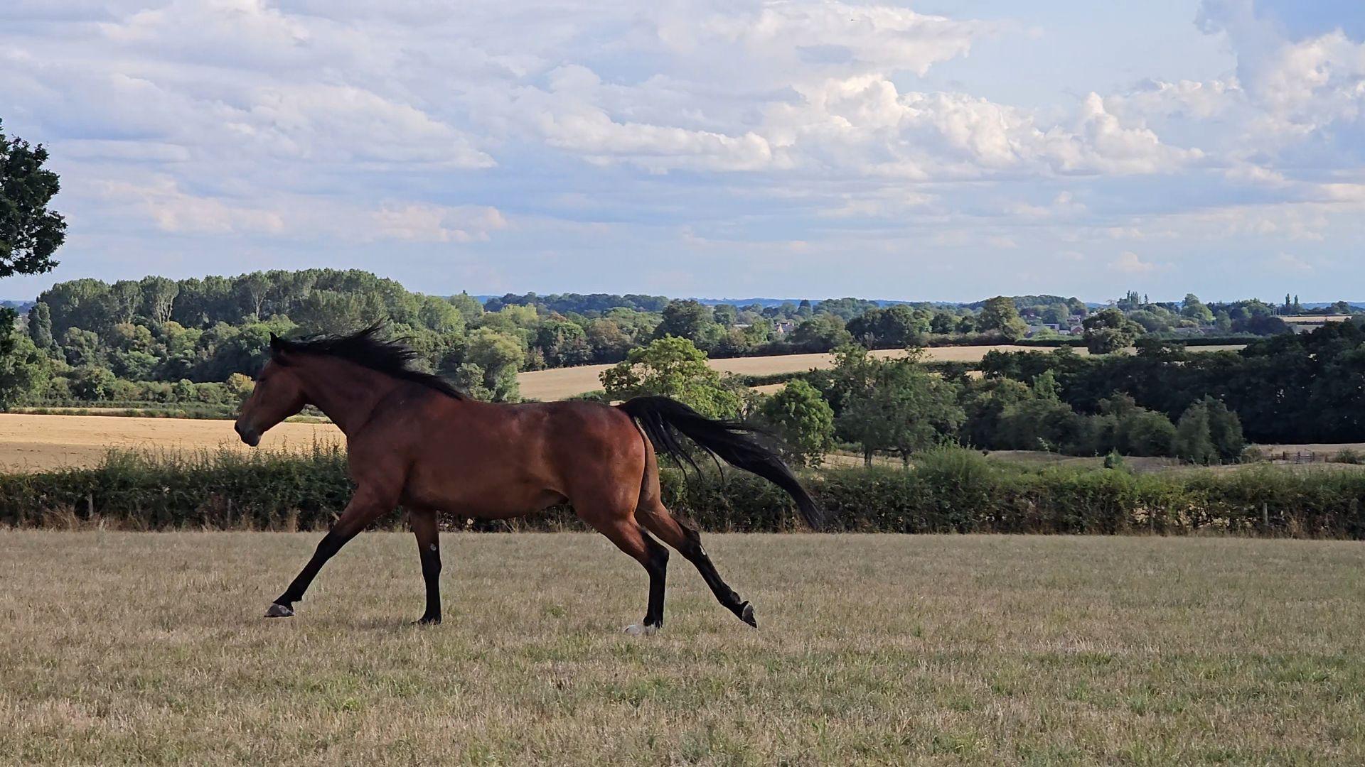 Laura & The Equines photo 2