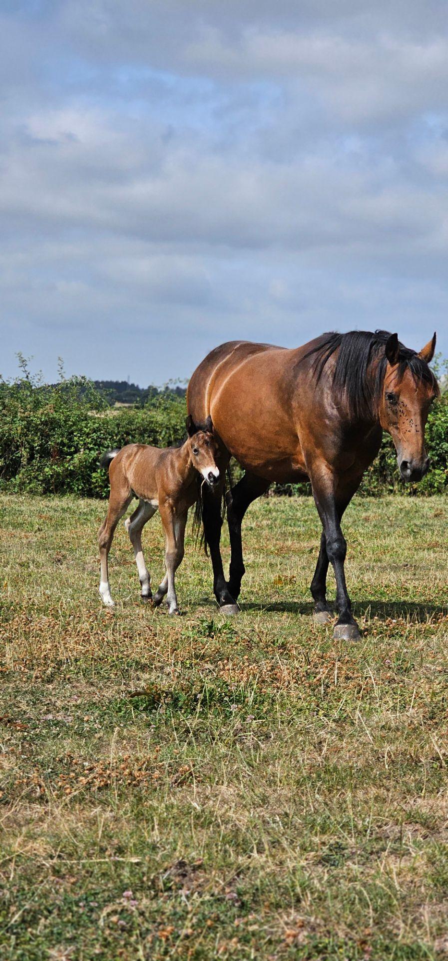 Laura & The Equines photo 3
