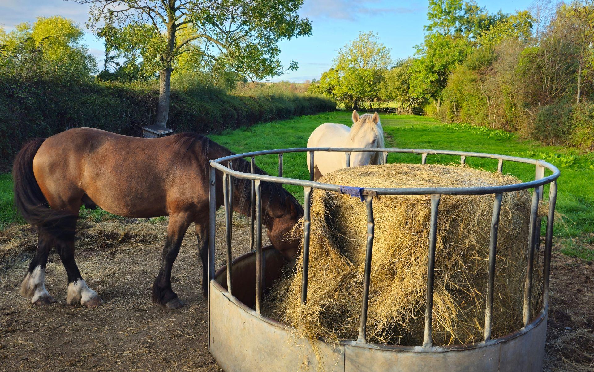 Laura & The Equines photo 5