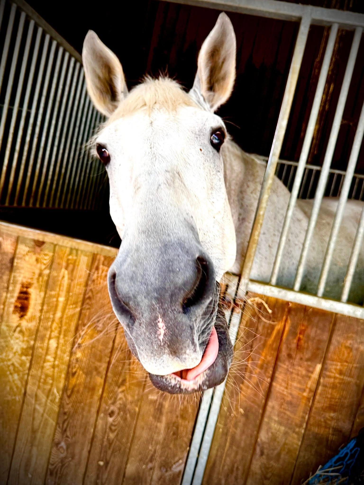 WATER FARM EQUESTRIAN