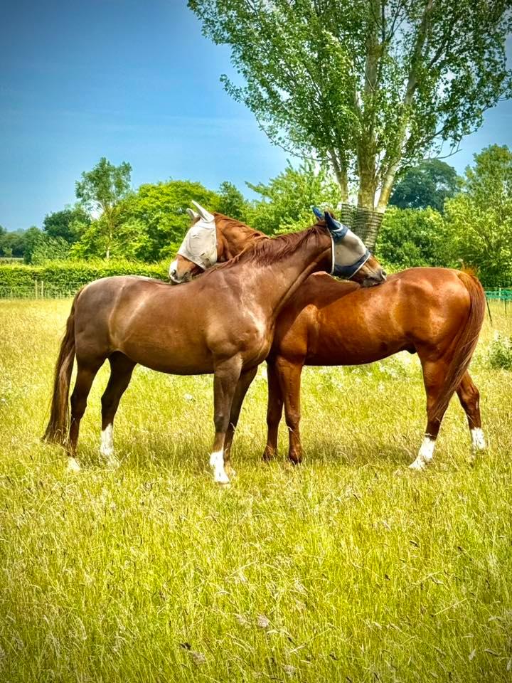WATER FARM EQUESTRIAN photo 3