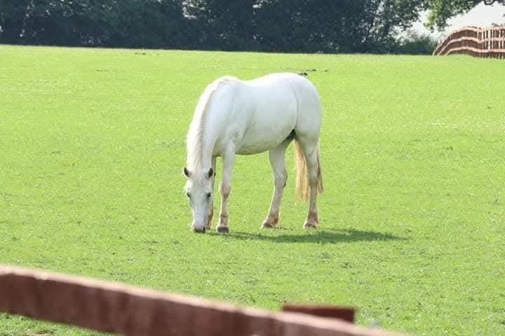 Fillongley livery yard photo 2
