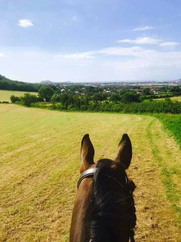 MLD Equestrian photo 5